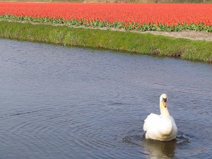 Holland