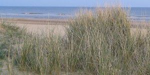 Am Strand von Holland