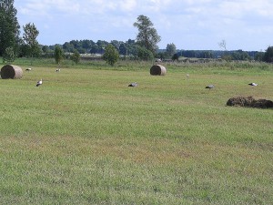Landschaft