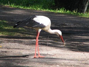 Storch