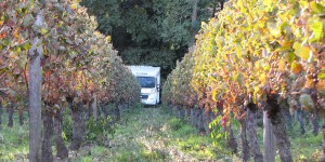 Stellplatz im Weingut