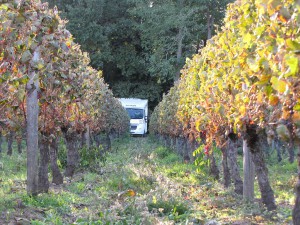 Stellplatz im Weingut