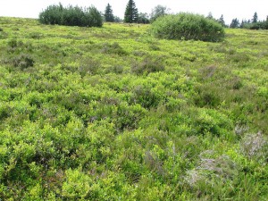 Blaubeeren auf dem Kahlen Asten