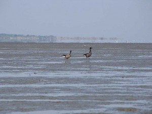 Wattenmeer