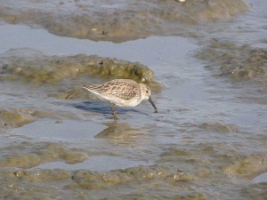 Vogel im Watt