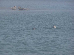 schwimmende Seehunde