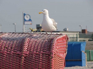 Möwe auf Strandkorb