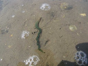 Lebendiges Wattenmeer