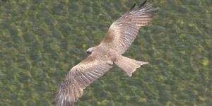 Greifvogel
