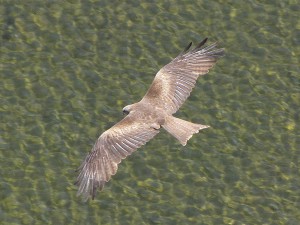 Greifvogel