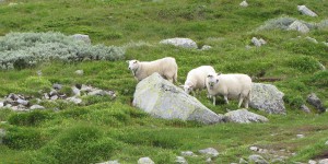 Wanderweg zum Gaustatoppen