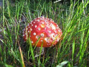 Fliegenpilz