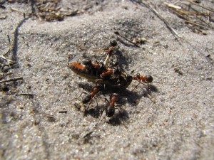 Ameisenfressen