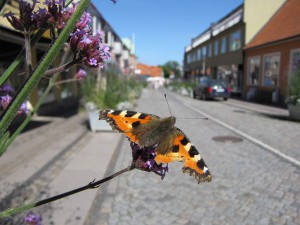 Schmetterling in Skåne