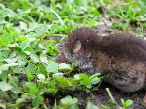 Kleine Maus