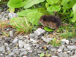 Kleine Maus