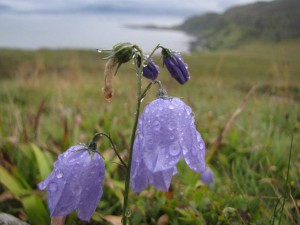 Blumen am Vestkapp