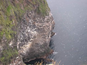 Vogelinsel
