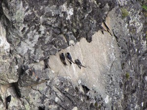 Vögel