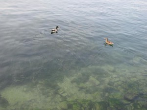 Klares Wasser im Gardasee
