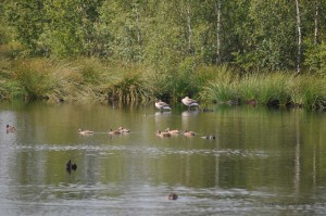 Idylle am Teich