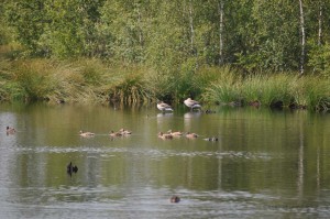 Idylle am Teich