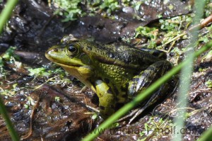 Frosch