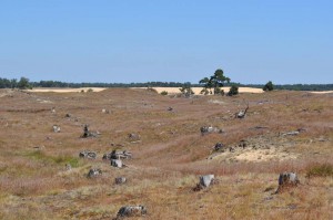 Heidelandschaft im Hoge Veluwe