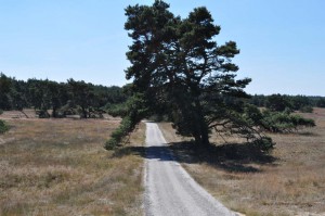 Wanderweg durch die Heide