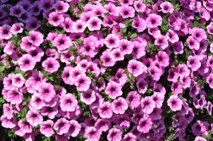 Blumenpracht