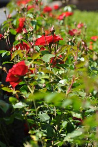 Rosen im Hoge Veluwe