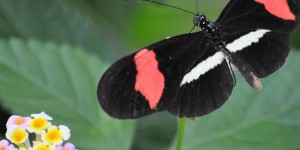 Schmetterling im Schmetterlingshaus