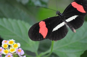 Schmetterling im Schmetterlingshaus