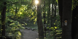 Wald auf dem Mullerthal-Trail