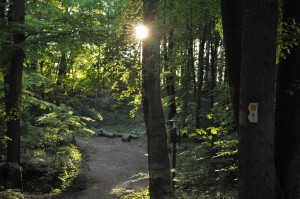 Wald auf dem Mullerthal-Trail