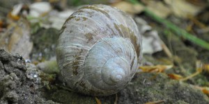 Schnecke