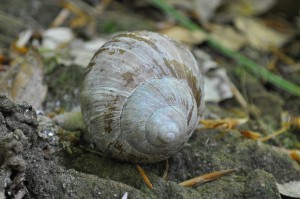 Schnecke