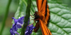 Schmetterling