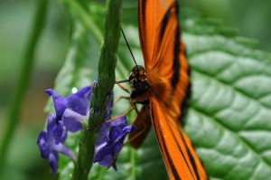 Schmetterling