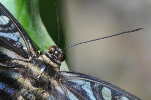 Schmetterling