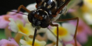 Schmetterling bei der Nahrung