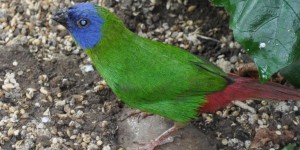 Dreifarben-Papageienamadine