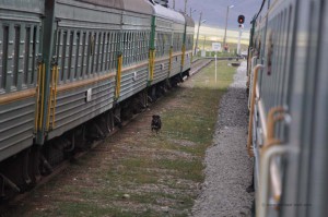 Hund zwischen den Zügen