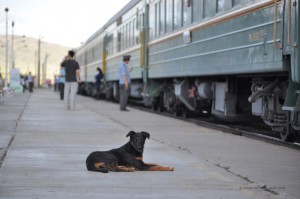 Hund auf dem Bahnsteig