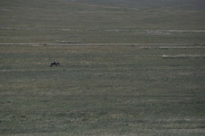 Mongolischer Cowboy