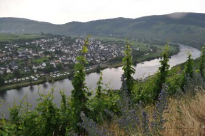 Panorama auf die Mosel