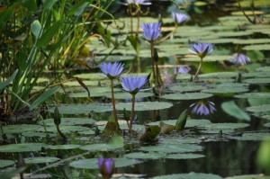 Teich mit Lotuspflanzen
