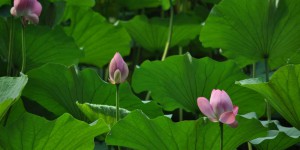Lotuspflanze