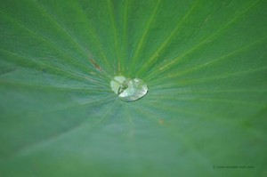 Lotuspflanze mit Wassertropfen