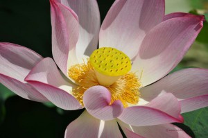 Lotusblüte